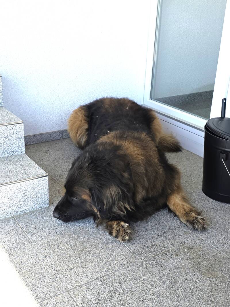 Elroy - Leonberger