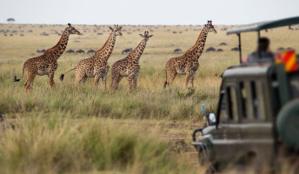 The Serengeti Connection Safari