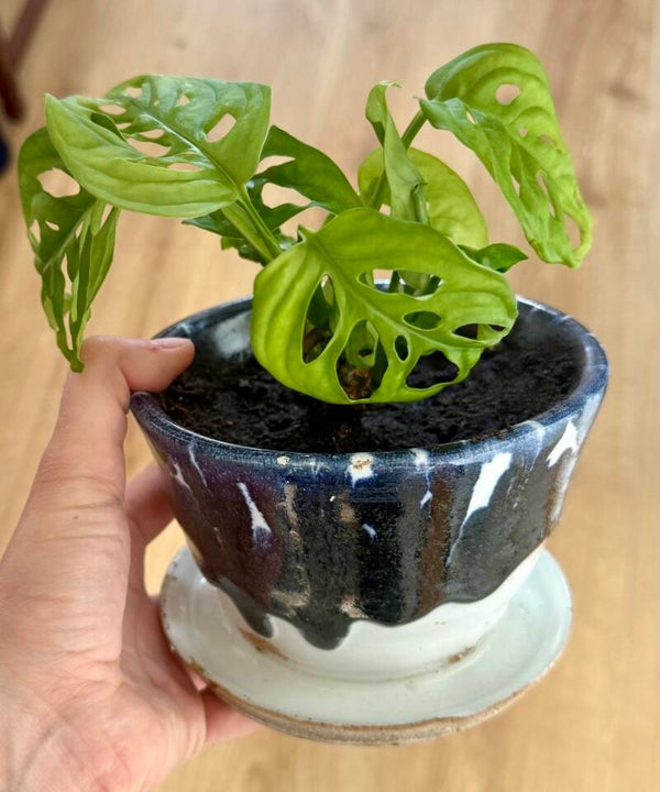 Plant in keramieken pot met schaaltje