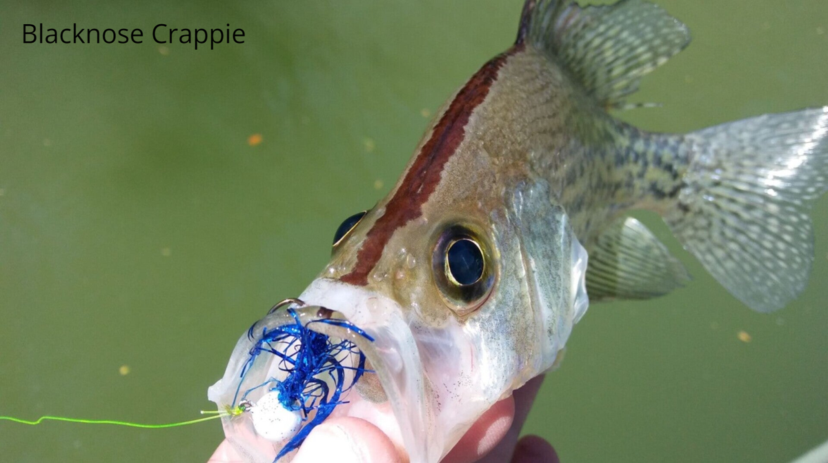 Species Caught | JIGLYF