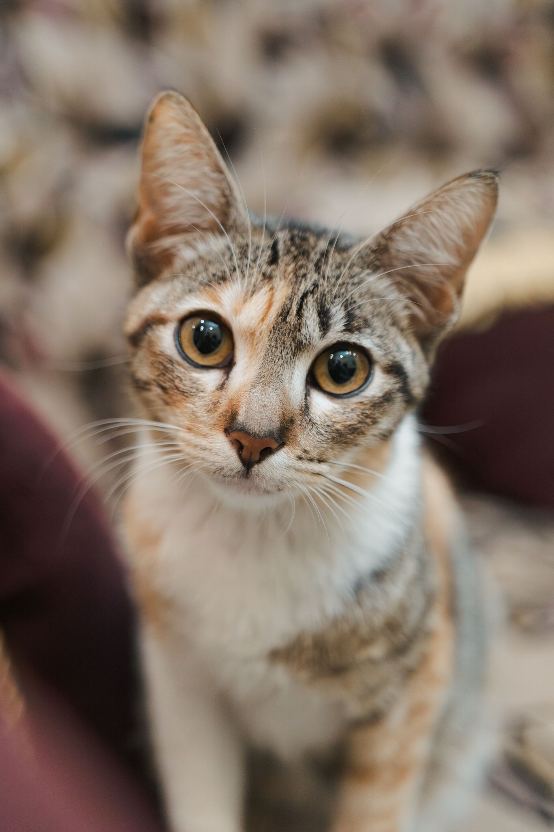 Chat au regard attentif illustrant un changement de comportement