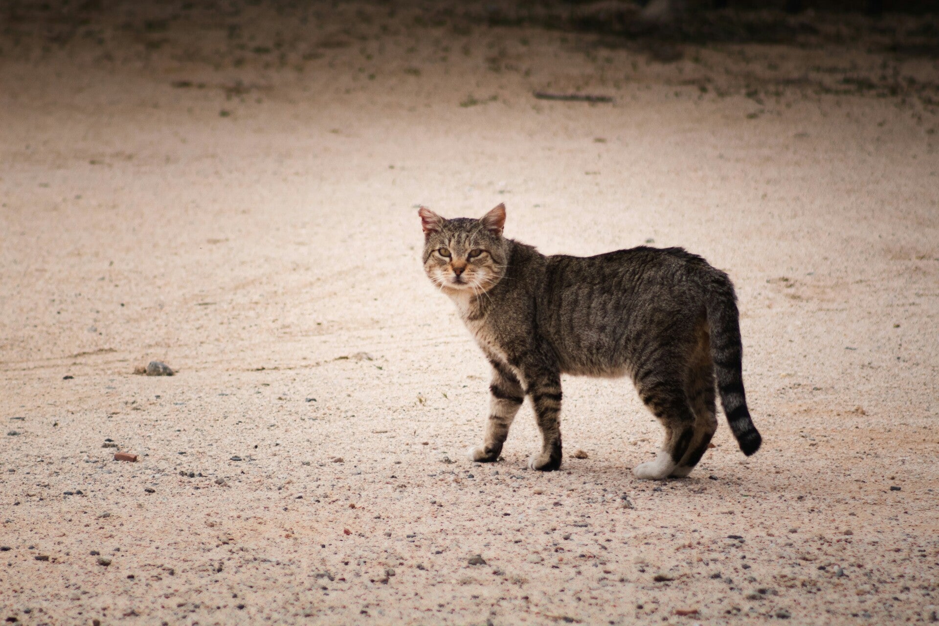 Chat sur un chemin illustrant un chat perdu ou en fugue