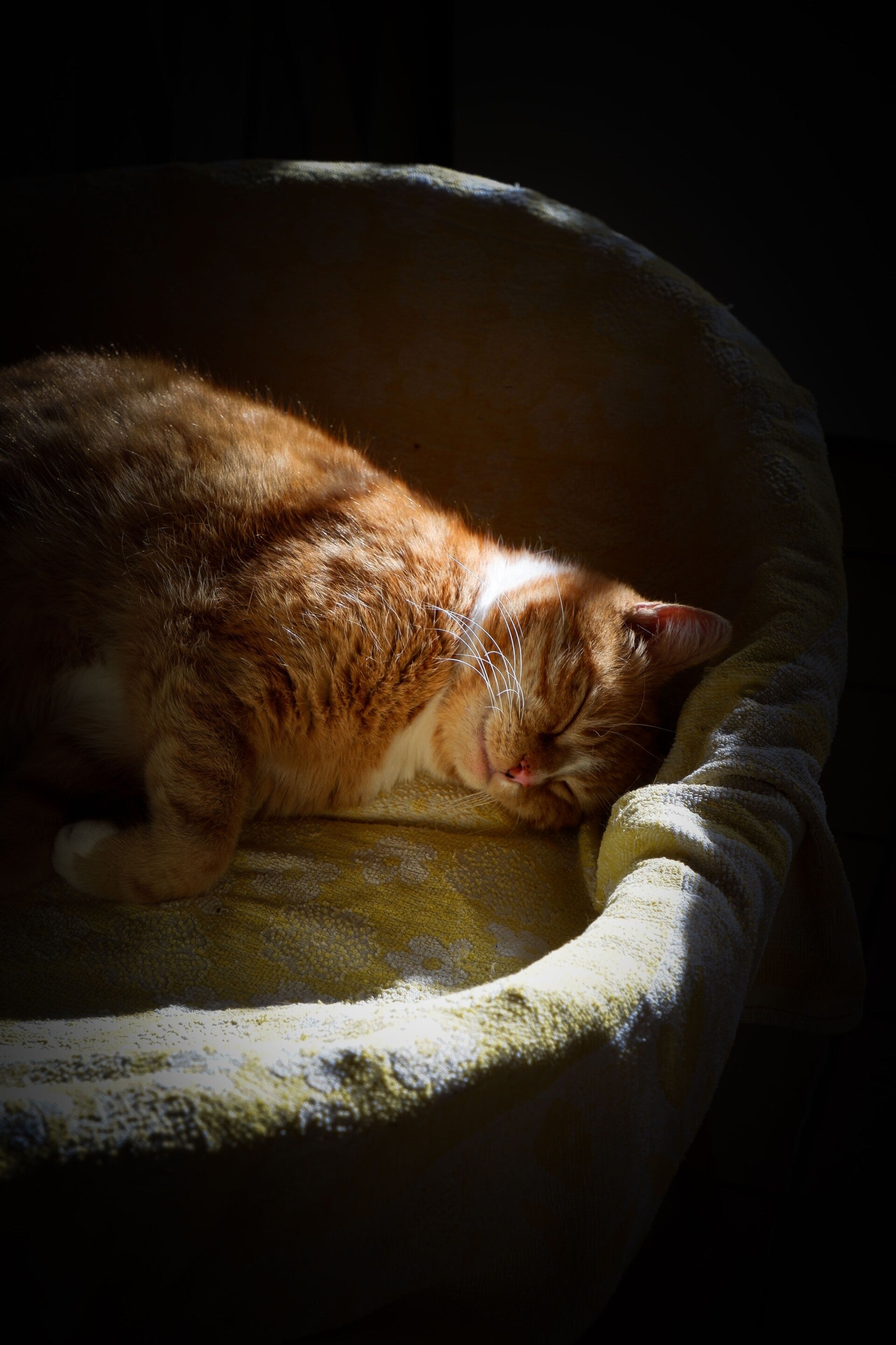 Vieux chat qui se repose dans son panier, dans un moment de calme en fin de vie.