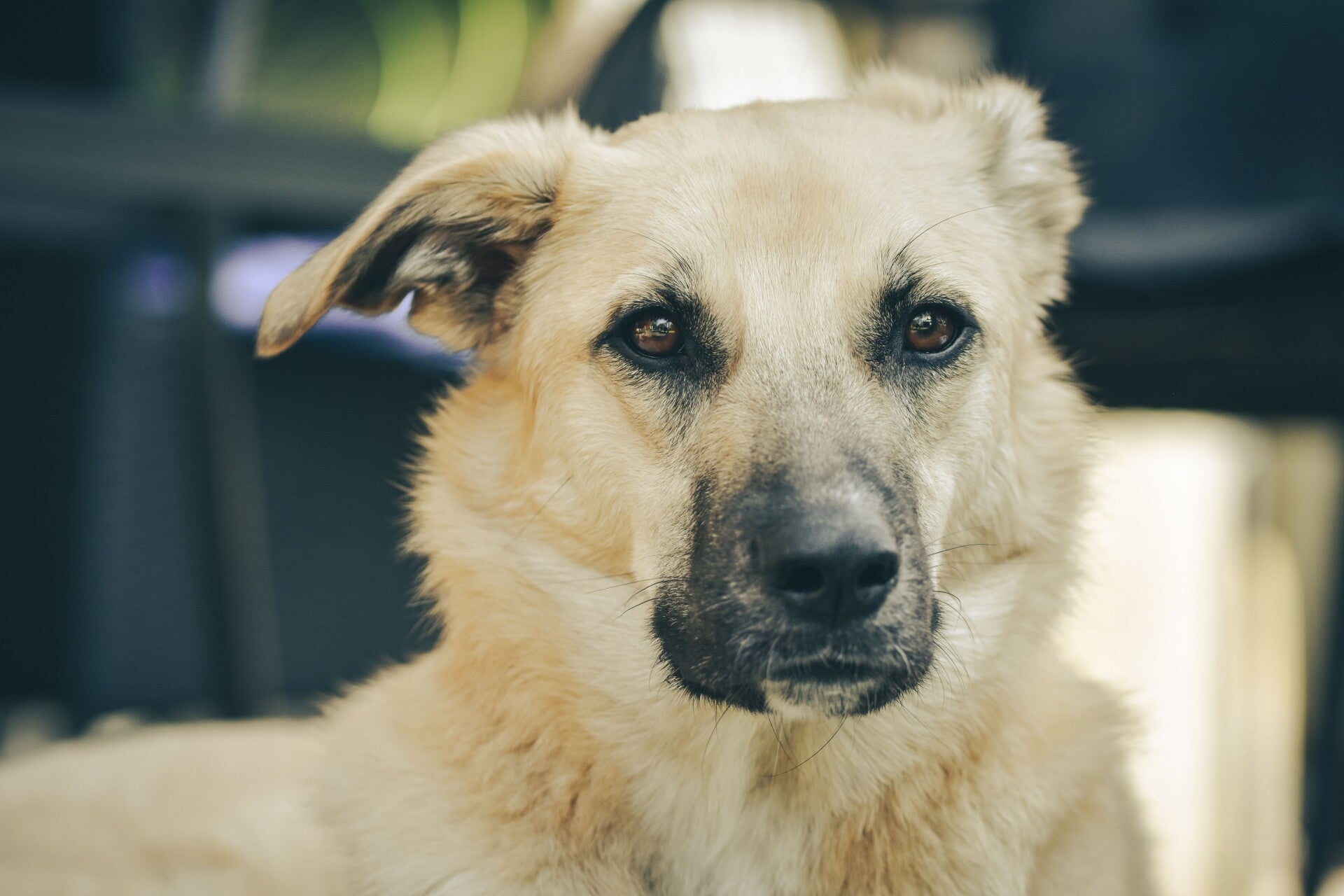 Chien au regard soucieux illustrant un changement de comportement