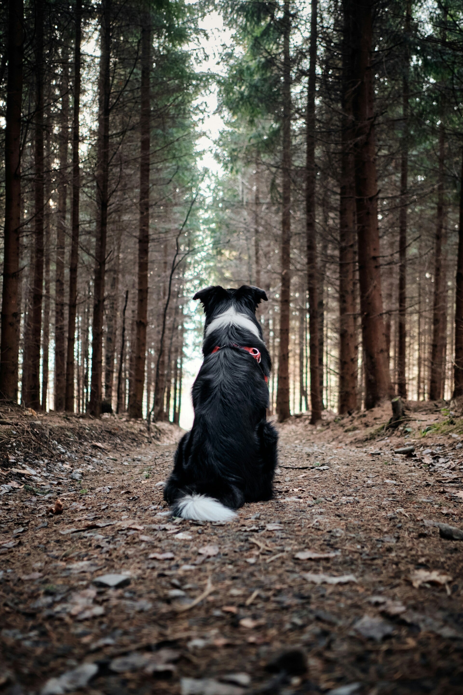 Border Collie portant un collier, seul sur un chemin forestier, illustrant la recherche d'un animale perdu