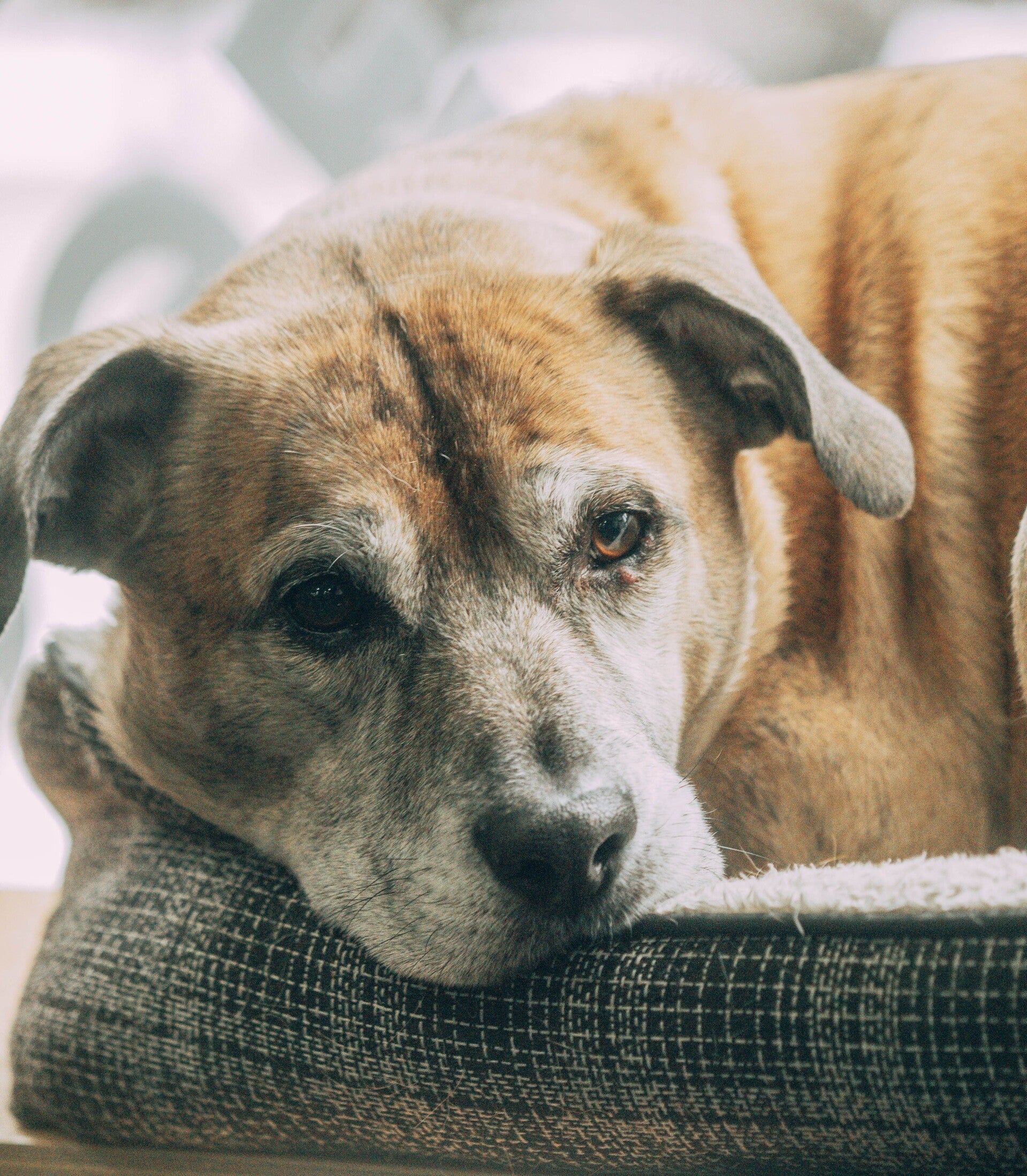 Chien âgé se reposant dans son panier, dans un moment de calme en fin de vie.