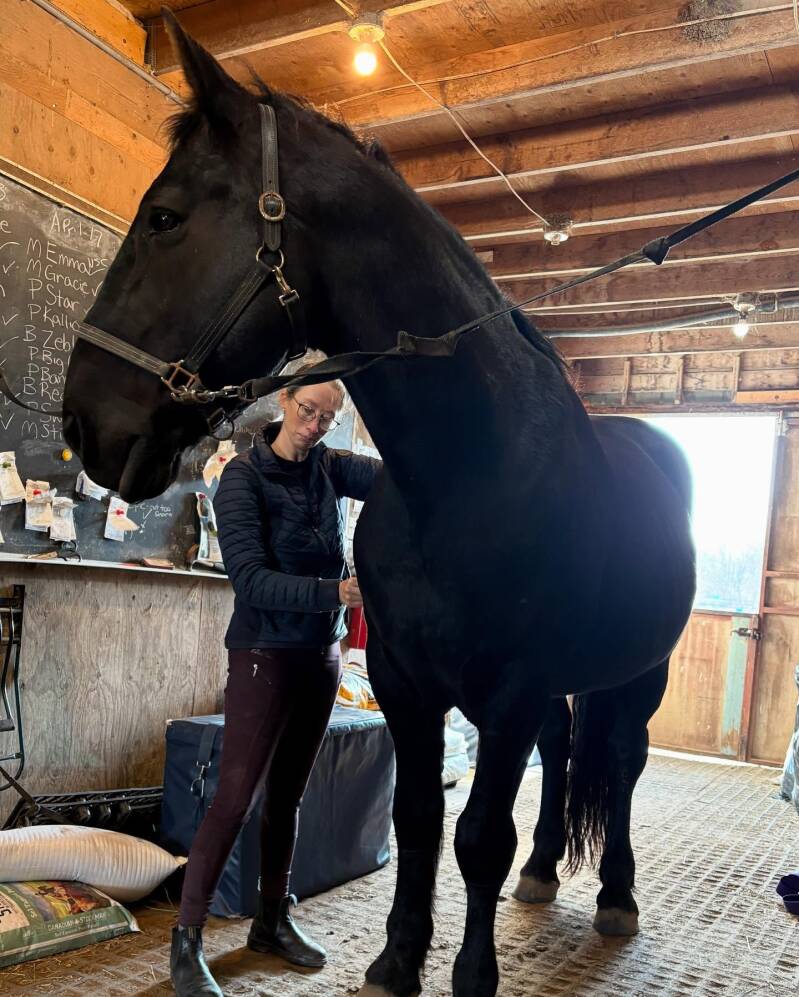 Titan (horse) being worked on by equine chiropractor