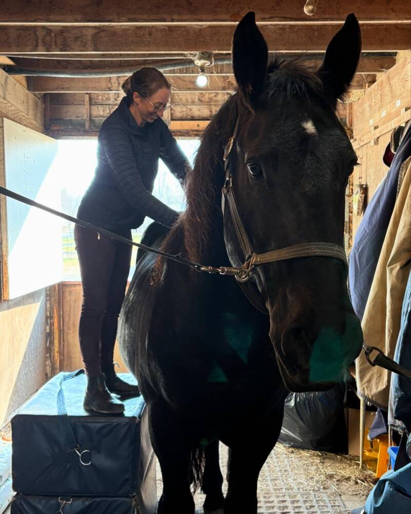 Titan (horse) being worked on by an equine chiropractor