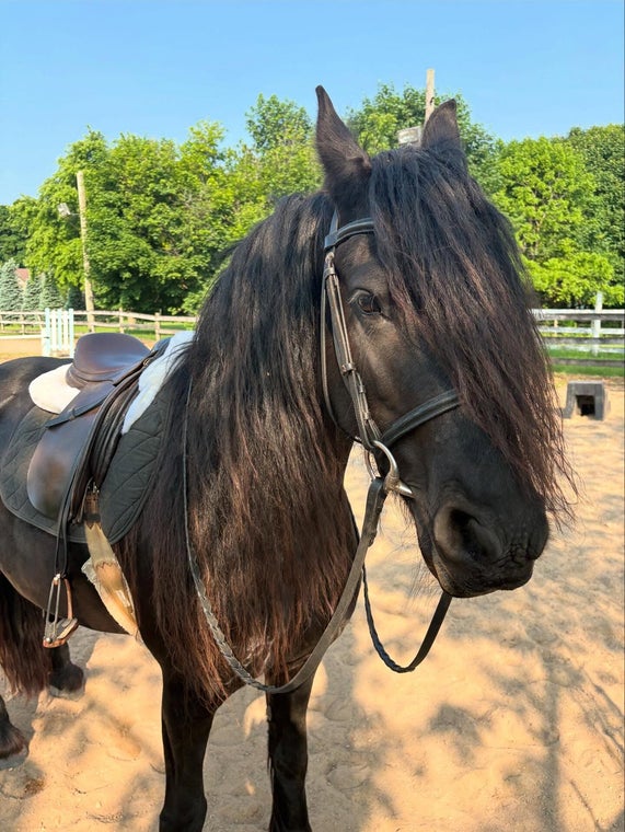 Friesian horse Minka of Camelot