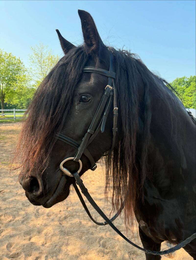 Friesian horse Minka of Camelot