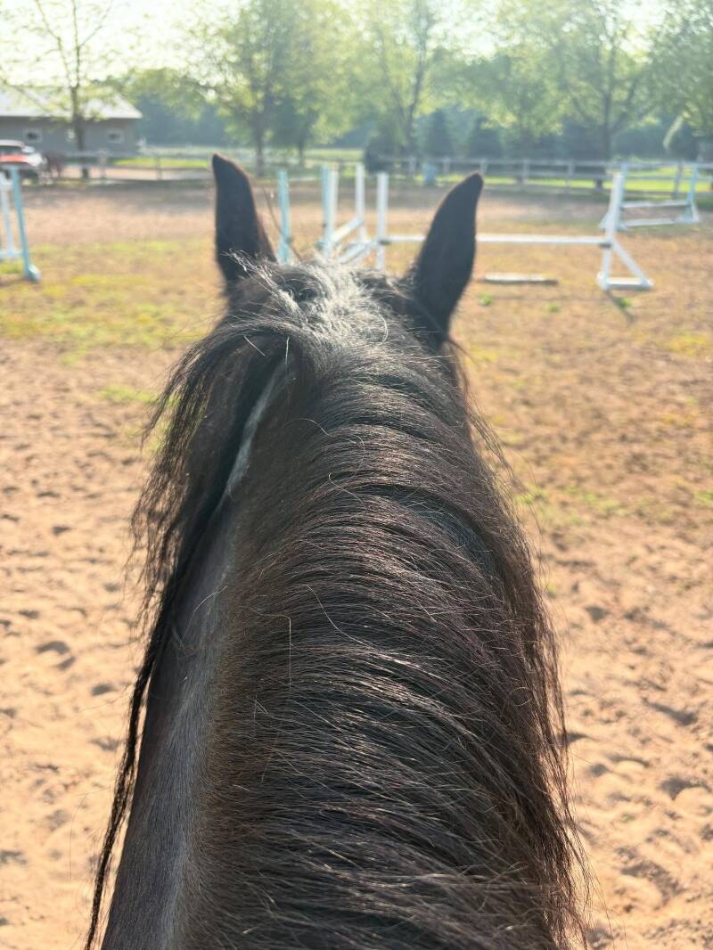 Point of view from rider on a friesian horse