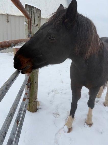 Target, paint horse