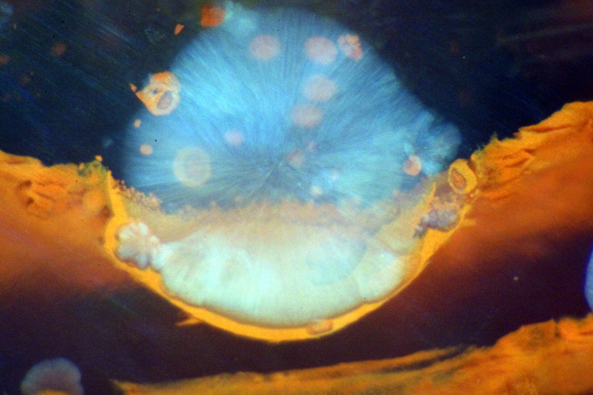 Die wahre Logik im Universum - Weltformel 2024 - auf der Grundlage eines neuen Natur basierten Atommodells --- PDF Datei