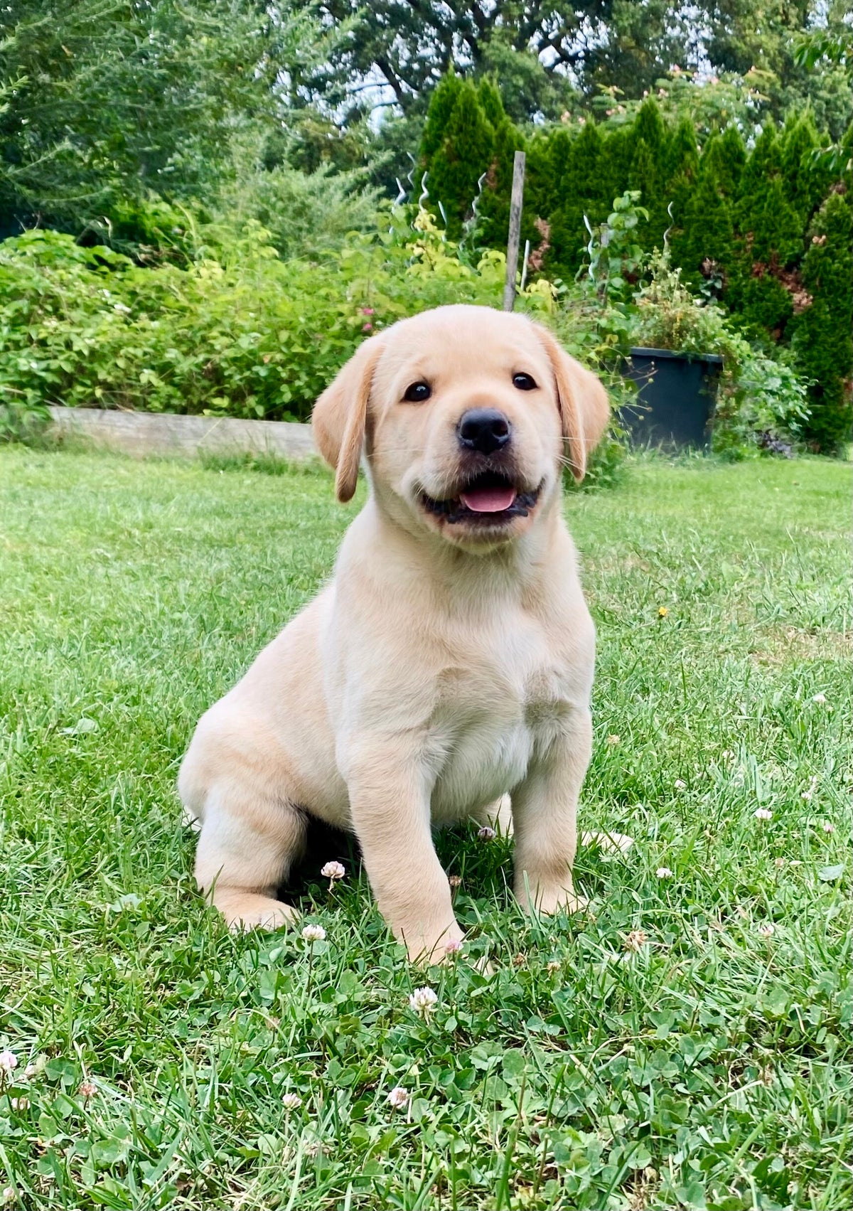 Home | Meadowhunter Labrador Retriever