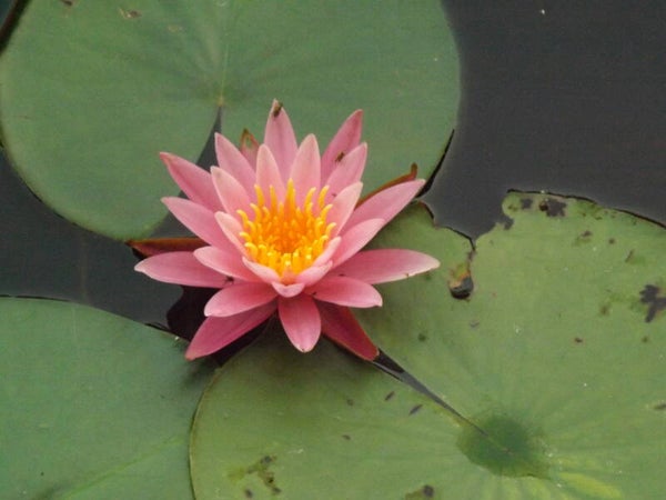 Pink Lily