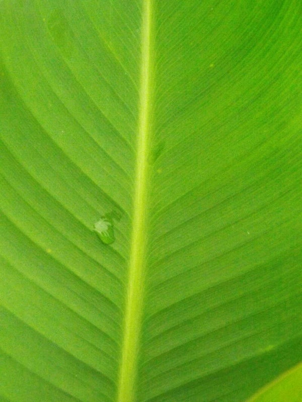 Droplet