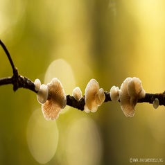 Macro_macrofotografie_natuur_nature_fotografie_natuurfoto_kleine_wereld_paddestoel_paddenstoel_herfst_bos_schaduw_vochtig_schimmel_mooi