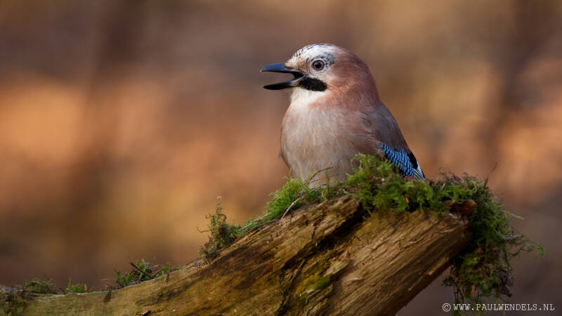 Gaai_vlaamse_vogel_natuurfoto_natuur_nature_kraaiachtige_bos_bosdieren.jpg