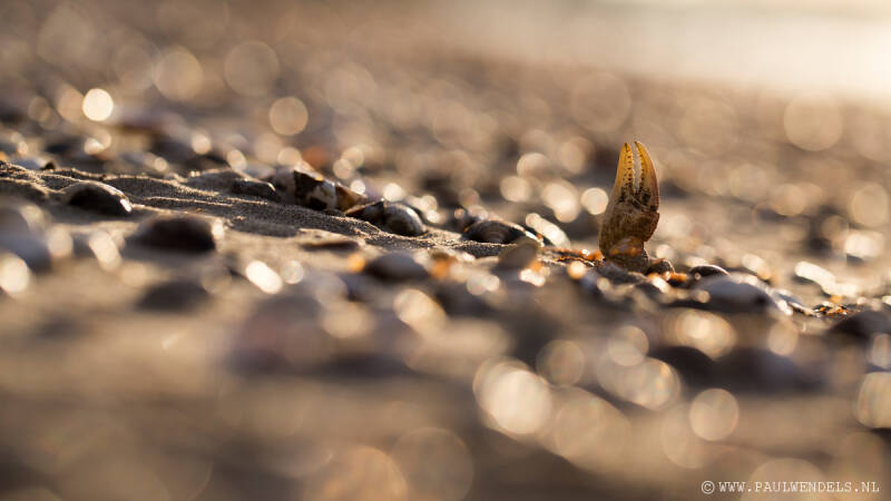 Macro_macrofotografie_natuur_nature_fotografie_natuurfoto_kleine_wereld_krab_zee_kust_dood