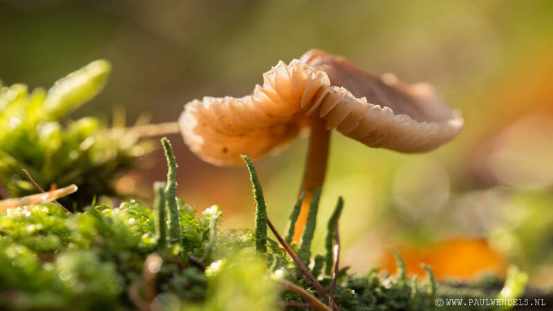 Macro_macrofotografie_natuur_nature_fotografie_natuurfoto_kleine_wereld_paddestoel_paddenstoel_herfst_bos_schaduw_vochtig_schimmel_mooi