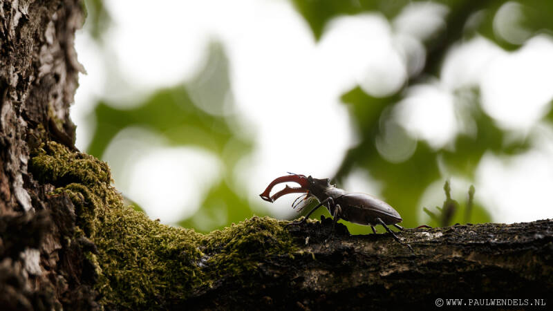 vliegend_hert_kever_tor_boom_bomen_bos_gewei_boomsap_eten_indukwekkende_imposante_vliegendhert_macro_foto_fotografie_veluwe_grootste_insect_1