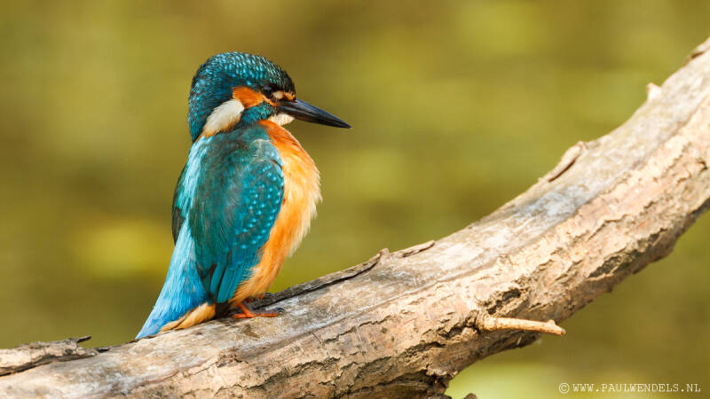Ijsvogel_kingfisher_natuurfoto_nature_bird_vogel