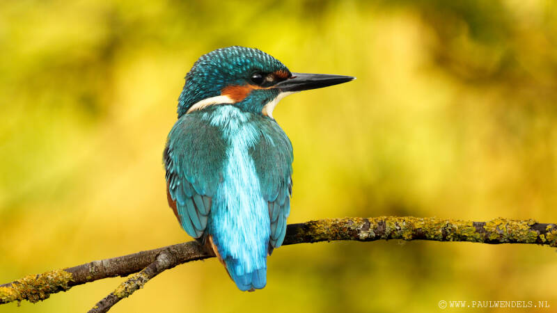 Ijsvogel_kingfisher_natuurfoto_nature_bird_vogel