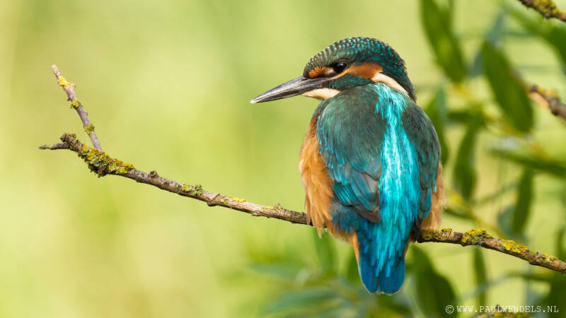 Ijsvogel_kingfisher_natuurfoto_nature_bird_vogel