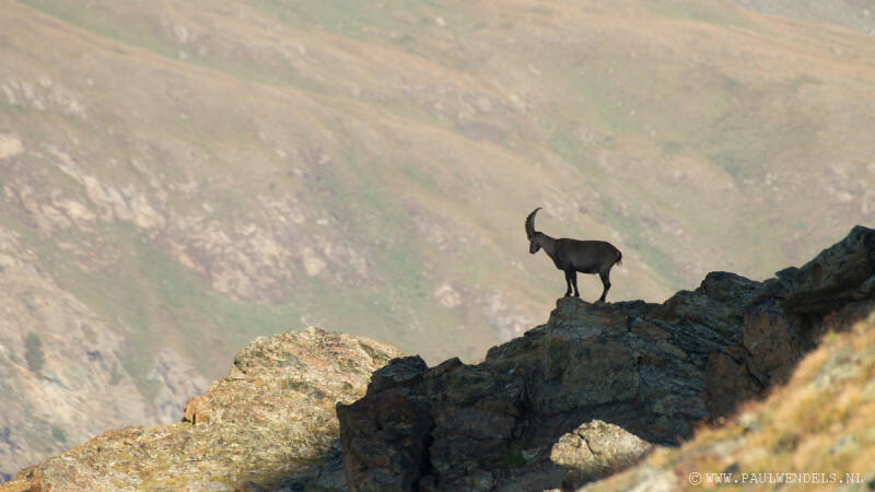 Zwitserland _ gornergrat _ val verzasca _ Switserland _ marmotten _ murmeltieren _ steenbok _ gems _ lötschental _ aletschgletscher _ mottarone _ wallis _ nature _ natuurfoto _ die_schweiz_ zermatt_ matterhorn_gornergletscher_
