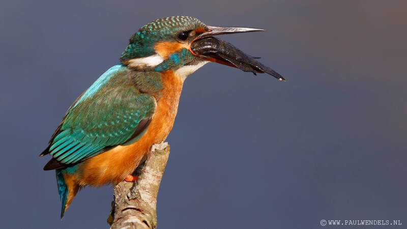 Ijsvogel_kingfisher_natuurfoto_nature_bird_vogel