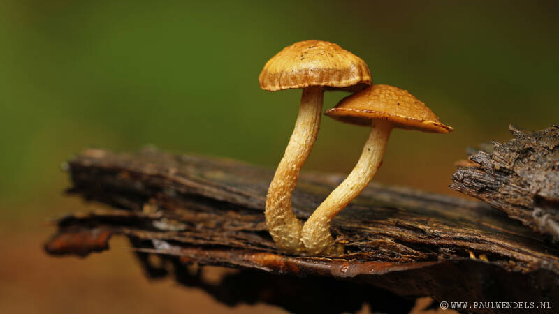 Macro_macrofotografie_natuur_nature_fotografie_natuurfoto_kleine_wereld_paddestoel_paddenstoel_herfst_bos_schaduw_vochtig_schimmel_mooi