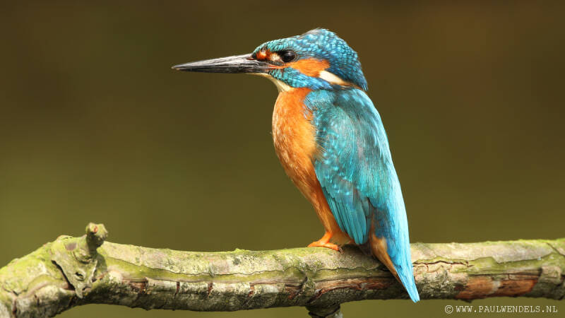 Ijsvogel_kingfisher_natuurfoto_nature_bird_vogel