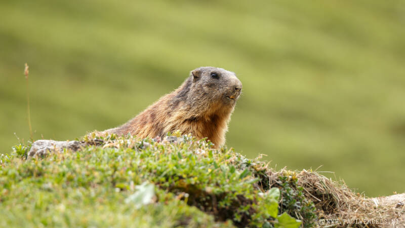 Sulden_Suldenamortler_südtirol_nationalpark_stelvio_stilfserjoch_alps_marmot_mumeltier_glescher_solda_ortler_tirol_summer_zomer_mountain_natur_nature_natuur_italië_photo_foto_picture_natuurfoto_sneeuw_snow_marmotten_clouds_wolken_uitzicht_vakantie_holiday
