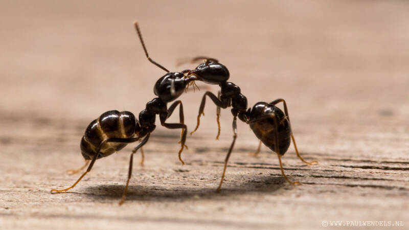 Macro_macrofotografie_fotografie_natuurfoto_mier_mieren_zoenen_insecten_insect_