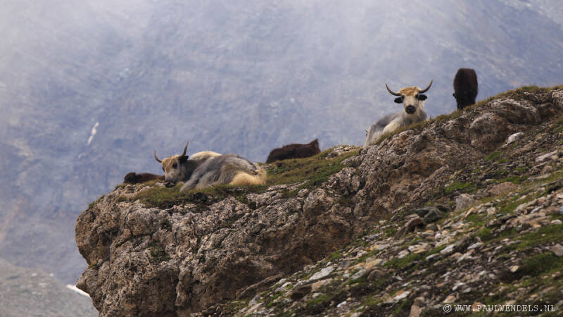 Sulden_Suldenamortler_südtirol_nationalpark_stelvio_stilfserjoch_alps_marmot_mumeltier_glescher_solda_ortler_tirol_summer_zomer_mountain_natur_nature_natuur_italië_photo_foto_picture_natuurfoto_sneeuw_snow_marmotten_clouds_wolken_uitzicht_vakantie_holiday