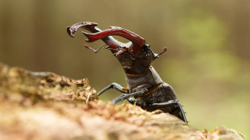 vliegend_hert_kever_tor_boom_bomen_bos_gewei_boomsap_eten_indukwekkende_imposante_vliegendhert_macro_foto_fotografie_veluwe_grootste_insect_1-border.jpg