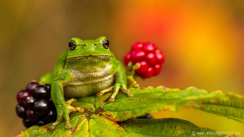 Macro_macrofotografie_natuur_nature_fotografie_natuurfoto_kleine_wereld_boomkikker_braam_bramen_bramenstruik_bramenstruiken_kikker_groen_kwak