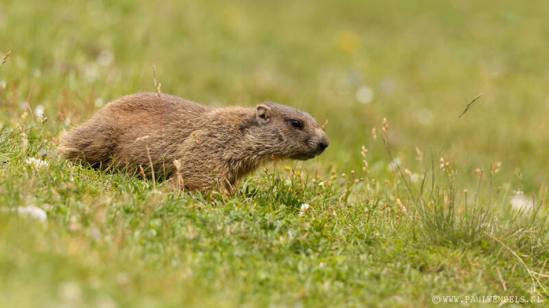 Sulden_Suldenamortler_südtirol_nationalpark_stelvio_stilfserjoch_alps_marmot_mumeltier_glescher_solda_ortler_tirol_summer_zomer_mountain_natur_nature_natuur_italië_photo_foto_picture_natuurfoto_sneeuw_snow_marmotten_clouds_wolken_uitzicht_vakantie_holiday
