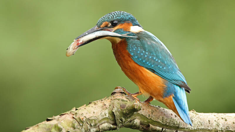 Ijsvogel_kingfisher_natuurfoto_nature_bird_vogel