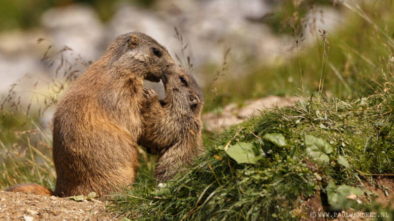 Sulden_Suldenamortler_südtirol_nationalpark_stelvio_stilfserjoch_alps_marmot_mumeltier_glescher_solda_ortler_tirol_summer_zomer_mountain_natur_nature_natuur_italië_photo_foto_picture_natuurfoto_sneeuw_snow_marmotten_clouds_wolken_uitzicht_vakantie_holiday