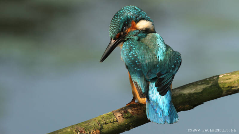 Ijsvogel_kingfisher_natuurfoto_nature_bird_vogel