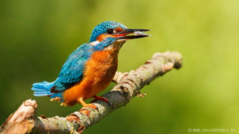 Ijsvogel_kingfisher_natuurfoto_nature_bird_vogel