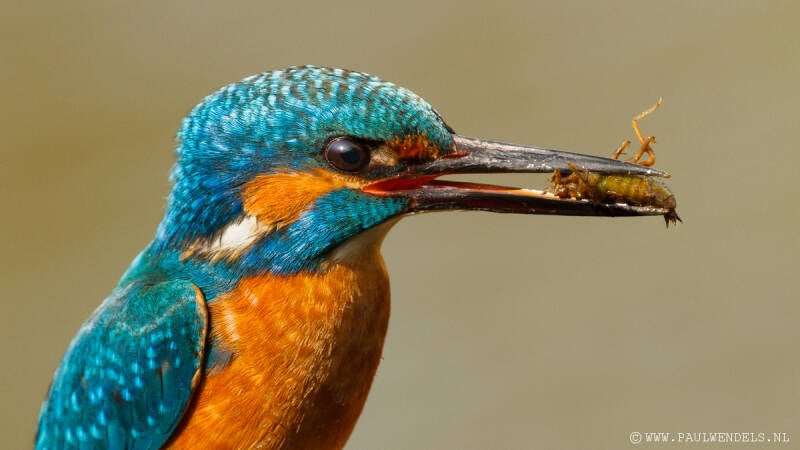 Ijsvogel_kingfisher_natuurfoto_nature_bird_vogel