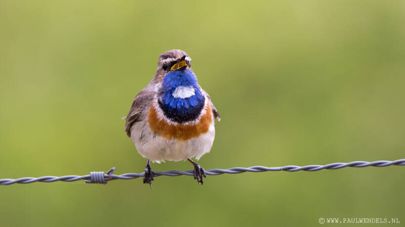 blauwborst-bluethroad-bird-vogel-blauw-natuurfoto-kanaalpark-rosmalen-kanaalparkrosmalen-zangvogel-blue.jpg