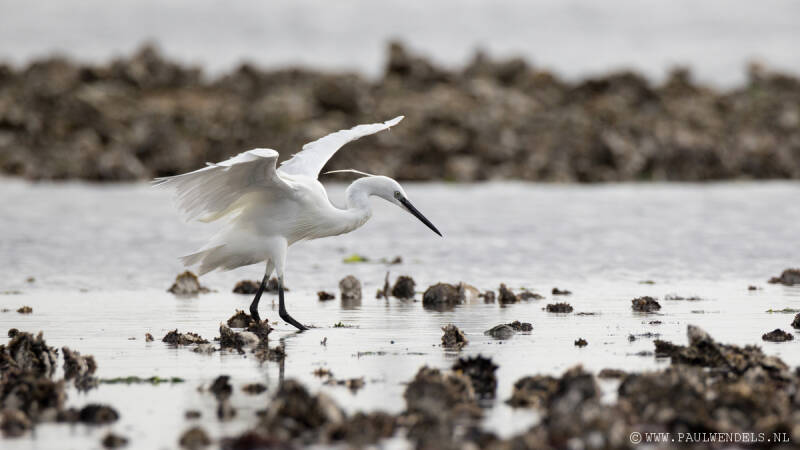 kleine_zilverreiger_reiger_zeeland_oesters_kleinezilverreiger_natuurfoto2-1.jpg
