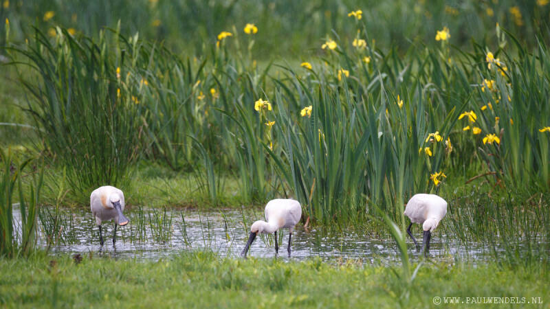 lepelaar-lepelaars-vogel-wit-spoonbill-wiedevogels-natuurfoto-vughtse-gement-brabant-den-bosch-1.jpg