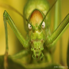 Macro_macrofotografie_natuur_nature_fotografie_natuurfoto_kleine_wereld_sprinkhaan_insect_doodshoofd_schedel_ogen_eng