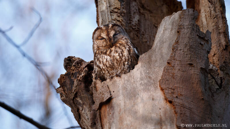 uil-uilen-roofvogel-bosuil-drunense-duinen-natuurfoto-loonse-natuurfoto-boom-dode-holle--1.jpg