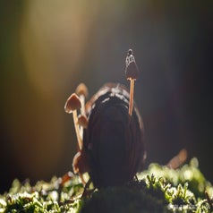 natuurfoto_paddenstoel_dennenappel_veel_druk_herfst_schimmel_den_appel_paddenstoelen_spin_spinnetje_macro_macrofoto_macrofotografie-1.jpg