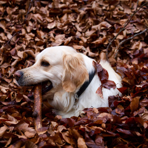 Welke shampoo gebruik ik voor mijn hond. Tips van Salon Bella.